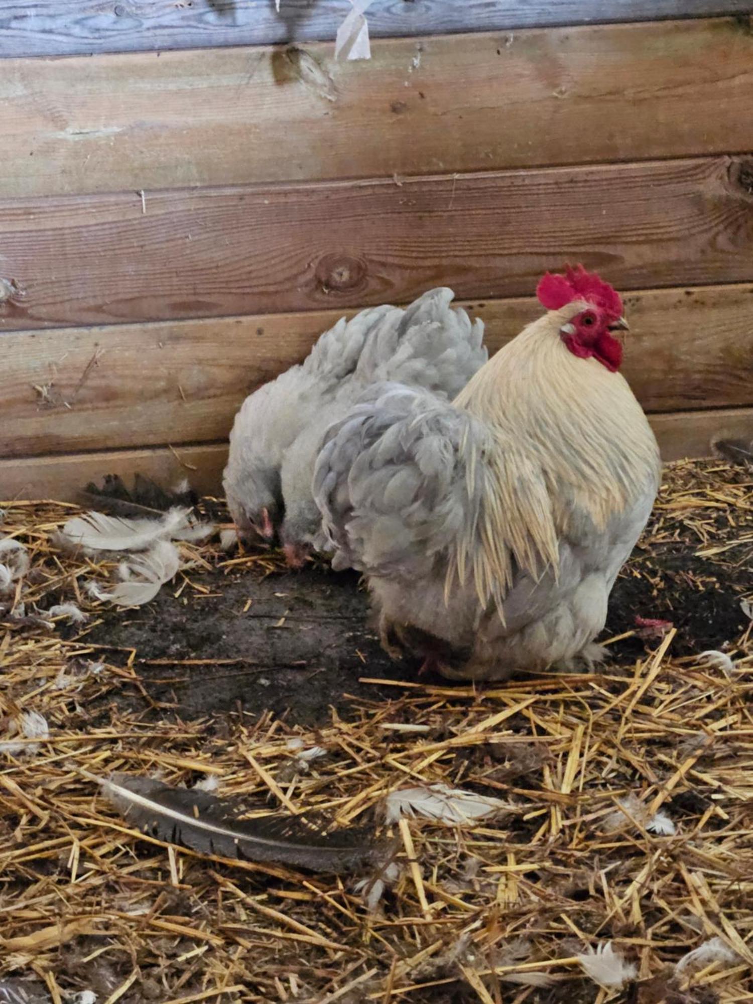 Fromelles Chambre D Hotes Le Pigeonnier المظهر الخارجي الصورة